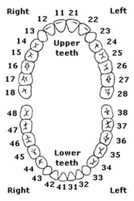 Root Canal Treatment Consent Form